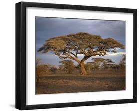 Acacia Tree, Serengeti, Tanzania, East Africa, Africa-Sassoon Sybil-Framed Photographic Print