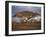 Acacia Tree, Serengeti, Tanzania, East Africa, Africa-Sassoon Sybil-Framed Photographic Print