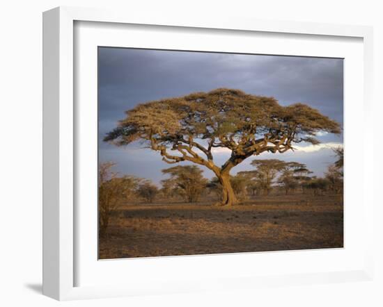 Acacia Tree, Serengeti, Tanzania, East Africa, Africa-Sassoon Sybil-Framed Photographic Print