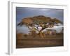 Acacia Tree, Serengeti, Tanzania, East Africa, Africa-Sassoon Sybil-Framed Photographic Print