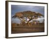 Acacia Tree, Serengeti, Tanzania, East Africa, Africa-Sassoon Sybil-Framed Photographic Print