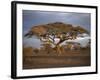 Acacia Tree, Serengeti, Tanzania, East Africa, Africa-Sassoon Sybil-Framed Photographic Print