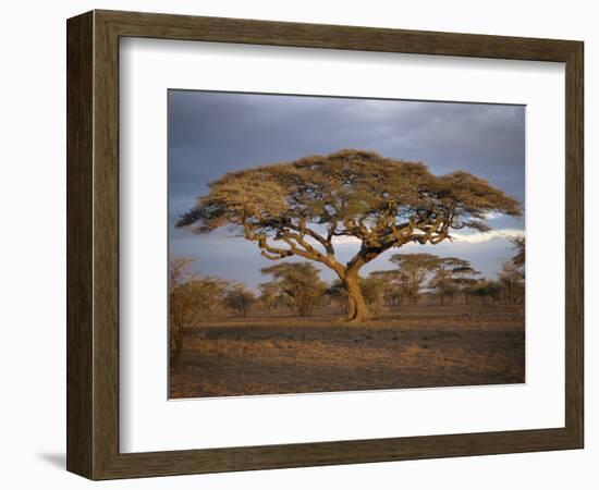 Acacia Tree, Serengeti, Tanzania, East Africa, Africa-Sassoon Sybil-Framed Photographic Print