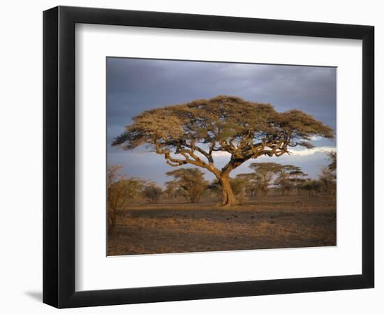 Acacia Tree, Serengeti, Tanzania, East Africa, Africa-Sassoon Sybil-Framed Photographic Print