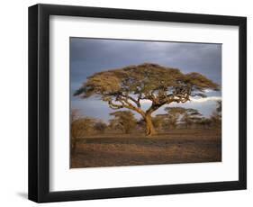 Acacia Tree, Serengeti, Tanzania, East Africa, Africa-Sassoon Sybil-Framed Photographic Print