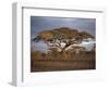 Acacia Tree, Serengeti, Tanzania, East Africa, Africa-Sassoon Sybil-Framed Photographic Print