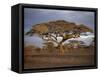 Acacia Tree, Serengeti, Tanzania, East Africa, Africa-Sassoon Sybil-Framed Stretched Canvas