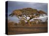 Acacia Tree, Serengeti, Tanzania, East Africa, Africa-Sassoon Sybil-Stretched Canvas