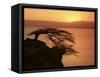 Acacia Tree Silhouetted Against Lake at Sunrise, Lake Langano, Ethiopia, Africa-D H Webster-Framed Stretched Canvas