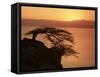 Acacia Tree Silhouetted Against Lake at Sunrise, Lake Langano, Ethiopia, Africa-D H Webster-Framed Stretched Canvas