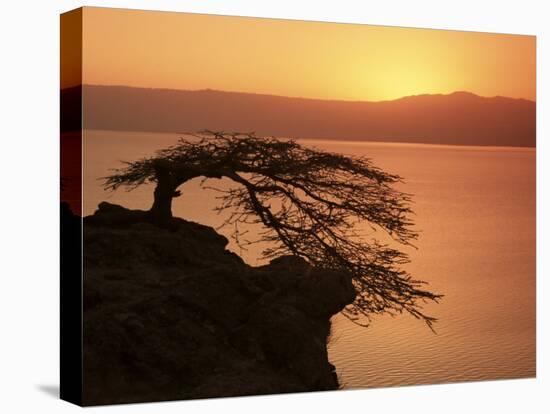 Acacia Tree Silhouetted Against Lake at Sunrise, Lake Langano, Ethiopia, Africa-D H Webster-Stretched Canvas