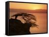 Acacia Tree Silhouetted Against Lake at Sunrise, Lake Langano, Ethiopia, Africa-D H Webster-Framed Stretched Canvas