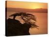 Acacia Tree Silhouetted Against Lake at Sunrise, Lake Langano, Ethiopia, Africa-D H Webster-Stretched Canvas