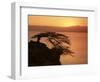 Acacia Tree Silhouetted Against Lake at Sunrise, Lake Langano, Ethiopia, Africa-D H Webster-Framed Photographic Print
