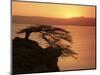 Acacia Tree Silhouetted Against Lake at Sunrise, Lake Langano, Ethiopia, Africa-D H Webster-Mounted Photographic Print