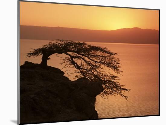 Acacia Tree Silhouetted Against Lake at Sunrise, Lake Langano, Ethiopia, Africa-D H Webster-Mounted Photographic Print