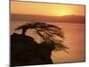 Acacia Tree Silhouetted Against Lake at Sunrise, Lake Langano, Ethiopia, Africa-D H Webster-Mounted Photographic Print