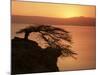 Acacia Tree Silhouetted Against Lake at Sunrise, Lake Langano, Ethiopia, Africa-D H Webster-Mounted Photographic Print