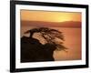 Acacia Tree Silhouetted Against Lake at Sunrise, Lake Langano, Ethiopia, Africa-D H Webster-Framed Photographic Print