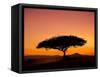 Acacia Tree Silhouetted at Dawn, Masai Mara Game Reserve, Kenya, East Africa, Africa-James Hager-Framed Stretched Canvas