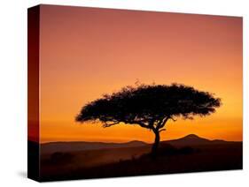 Acacia Tree Silhouetted at Dawn, Masai Mara Game Reserve, Kenya, East Africa, Africa-James Hager-Stretched Canvas