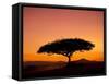 Acacia Tree Silhouetted at Dawn, Masai Mara Game Reserve, Kenya, East Africa, Africa-James Hager-Framed Stretched Canvas