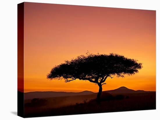 Acacia Tree Silhouetted at Dawn, Masai Mara Game Reserve, Kenya, East Africa, Africa-James Hager-Stretched Canvas