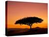 Acacia Tree Silhouetted at Dawn, Masai Mara Game Reserve, Kenya, East Africa, Africa-James Hager-Stretched Canvas