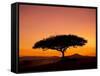 Acacia Tree Silhouetted at Dawn, Masai Mara Game Reserve, Kenya, East Africa, Africa-James Hager-Framed Stretched Canvas