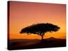 Acacia Tree Silhouetted at Dawn, Masai Mara Game Reserve, Kenya, East Africa, Africa-James Hager-Stretched Canvas