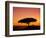 Acacia Tree Silhouetted at Dawn, Masai Mara Game Reserve, Kenya, East Africa, Africa-James Hager-Framed Photographic Print