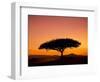 Acacia Tree Silhouetted at Dawn, Masai Mara Game Reserve, Kenya, East Africa, Africa-James Hager-Framed Photographic Print