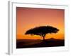 Acacia Tree Silhouetted at Dawn, Masai Mara Game Reserve, Kenya, East Africa, Africa-James Hager-Framed Photographic Print