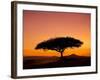 Acacia Tree Silhouetted at Dawn, Masai Mara Game Reserve, Kenya, East Africa, Africa-James Hager-Framed Photographic Print