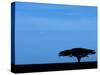 Acacia Tree Silhouetted, Tanzania-Edwin Giesbers-Stretched Canvas