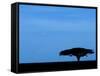 Acacia Tree Silhouetted, Tanzania-Edwin Giesbers-Framed Stretched Canvas
