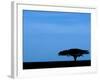 Acacia Tree Silhouetted, Tanzania-Edwin Giesbers-Framed Photographic Print