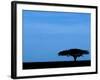 Acacia Tree Silhouetted, Tanzania-Edwin Giesbers-Framed Photographic Print