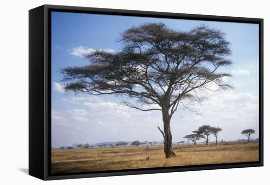 Acacia Tree-null-Framed Stretched Canvas