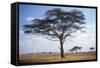 Acacia Tree-null-Framed Stretched Canvas