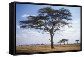 Acacia Tree-null-Framed Stretched Canvas