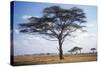 Acacia Tree-null-Stretched Canvas