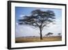 Acacia Tree-null-Framed Photographic Print