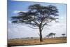 Acacia Tree-null-Mounted Photographic Print