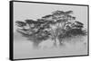 Acacia Trees covered by mist, Lake Nakuru, Kenya-null-Framed Stretched Canvas