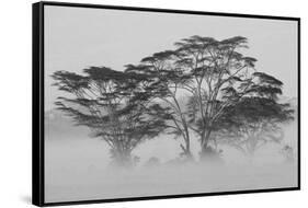 Acacia Trees covered by mist, Lake Nakuru, Kenya-null-Framed Stretched Canvas