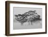 Acacia Trees covered by mist, Lake Nakuru, Kenya-null-Framed Photographic Print
