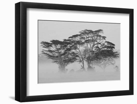 Acacia Trees covered by mist, Lake Nakuru, Kenya-null-Framed Photographic Print