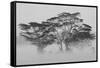 Acacia Trees covered by mist, Lake Nakuru, Kenya-null-Framed Stretched Canvas
