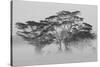 Acacia Trees covered by mist, Lake Nakuru, Kenya-null-Stretched Canvas